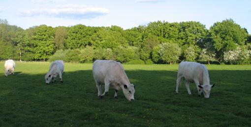 Cows in Winchfield, Hart District, Hampshire