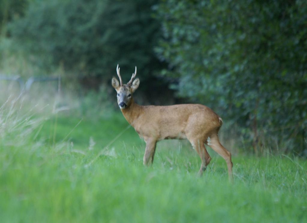 Hart in Heart of Hart, Winchfield, Hart District, Hampshire