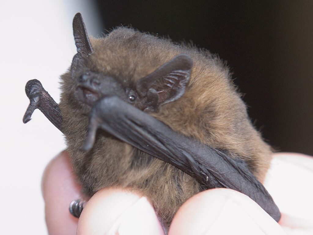 Pipistrelle Bat found in Winchfield